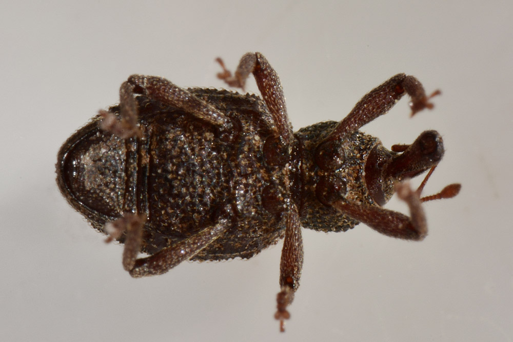 Curculionidae:  Aparopion chevrolati